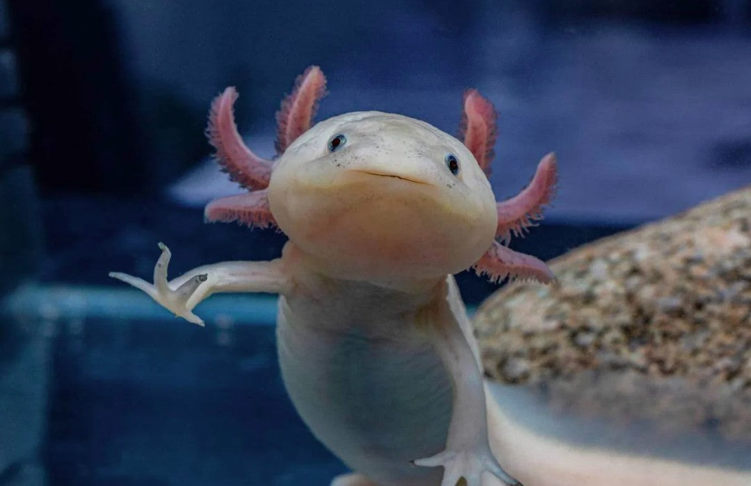 Axolotl Care Guide