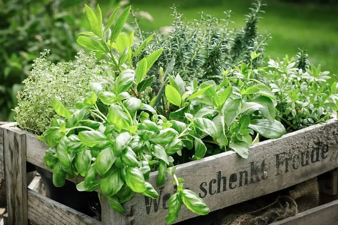 How to Grow Herbs Indoors & Outdoors - A Beginner Guide - INKBIRD